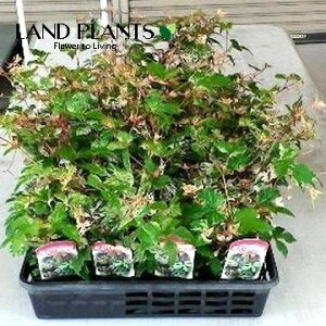 yP[X̔F28z muhEi앒Fj 3 |bgc 28 CkuhE JXuhE ٗt֕ Ampelopsis glandulosa var. heterophylla