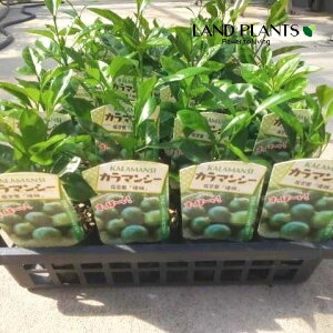 yP[X̔F24z LJiFJ}V[j 3 |bgc 24 VLiLJ lG LLcikj Citrus japonica Fortunella