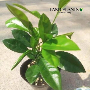LJiFJ}V[j 3 |bgc 1 VLiLJ lG LLcikj Citrus japonica Fortunella