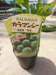 LJiFJ}V[j 3 |bgc 1 VLiLJ lG LLcikj lG VLLc 1N Citrus japonica Fortunella