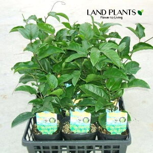 yP[X̔F15z pbVt[ciFL~j 4 |bgc 15 N_mgPC\Eiʕvj gPC\E v Passion fruit Passiflora edulis