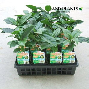 yP[X̔F24z pbVt[ciFL~j 3 |bgc 24 N_mgPC\Eiʕvj gPC\E v Passion fruit Passiflora edulis