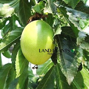pbVt[ciFL~j 3 |bgc 1 N_mgPC\Eiʕvj gPC\E v Passion fruit Passiflora edulis