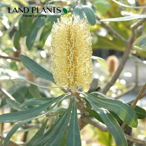 R[XgoNVAij 3 |bgc 1 I[XgAY }KV  oNVA CeOtHA Coast banksia