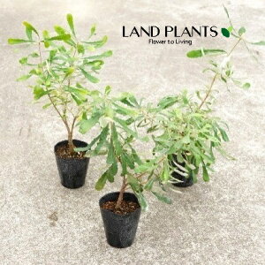 R[XgoNVAij 3 |bgc 1 I[XgAY }KV  oNVA CeOtHA Coast banksia