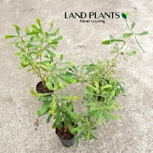 yP[X̔F24z R[XgoNVAij 3 |bgc 24 I[XgAY }KV  oNVA CeOtHA Coast banksia