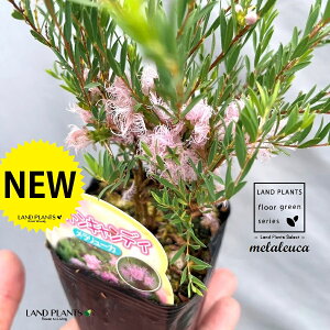 EJiRbgLfBj 3 |bgc 1 I[XgAY }KV XNA[T [J EJRbgLfB Melaleuca 'revolution gold'