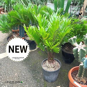 U~Ait_[ij 1 7 vX`bNc U~At_[i t_ Zamia Floridana