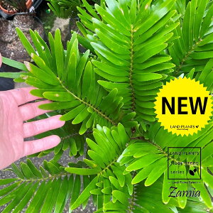 U~Ait_[ij 1 7 vX`bNc U~At_[i t_ Zamia Floridana