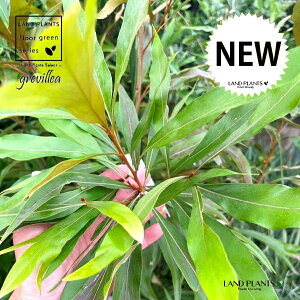 OrAiS[hj 10 |bgc 1 xCAi nSmL OBA Grevillea gold