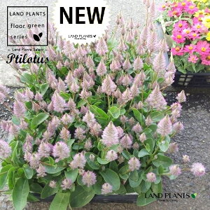 yP[X̔F20z v`[^XiW[Cj 3.5 |bgc 20 I[XgAY [^X veB[^X Ptilotus exaltatus