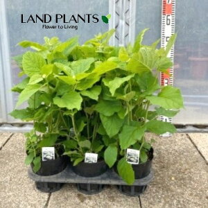 yP[X̔F8z AJAWTCiAixFԁj 5 |bgc 8 z AWTC AJmmL A{XPX mz ZCEAWTC Hydrangea arborescens eA