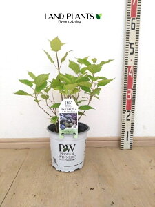 yP[X̔F6z AJAWTCiAixFCj 6 |bgc 6 CAix Aix z AWTC AJmmL A{XPX mz ZCE