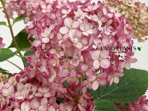 yP[X̔F4z AJAWTCiAixFr[j 6 |bgc 4 CAix Aix z AWTC AJmmL A{XPX mz ZCE