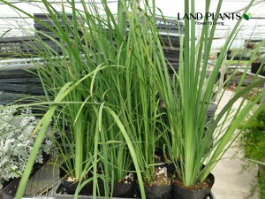 yP[X̔F10z fBGeBXirRj 5 |bgc 10 fBGeBXrR VK VK AȃfBGeX̑N Dietes bicolor African irisAfortnight lilyAyellow wild 