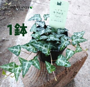 ACr[iLvXj 3 |bgc 1 wfLvX wf Hedera helix