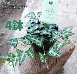 ACr[iLvXj 3 |bgc 4 wfLvX wf Hedera helix