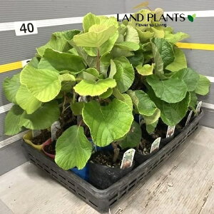 yP[X̔F20z LECiLECt[cj 3.5 |bgc 20 L[EB[t[c L[EBt[cLEBt[c kiwifruit kiwi