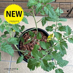 g}giƂ܂ƁF׉ցj 7 ^ׂ Eh^ v^[ F 1 yo[N`bvz AJiX ԉ֎q Z  ؕc ƒ؉ ƒ_ x_؉ tomato Solanum lycopersicum 3