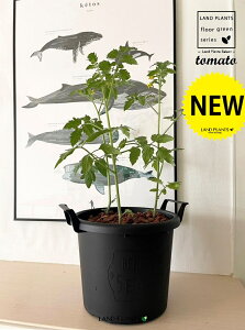 g}giƂ܂ƁF׉ցj 7 ^ׂ Eh^ v^[ F 1 yo[N`bvz AJiX ԉ֎q Z  ؕc ƒ؉ ƒ_ x_؉ tomato Solanum lycopersicum 3