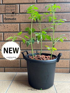 g}giƂ܂ƁF׉ցj 7 ^ׂ Eh^ v^[ F 1 yo[N`bvz AJiX ԉ֎q Z  ؕc ƒ؉ ƒ_ x_؉ tomato Solanum lycopersicum 3