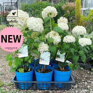 yP[X̔F6z AJAWTCiAixFzCgj 6 |bgc 6 z AWTC AJmmL A{XPX mz ZCEAWTC Hydrangea arborescen