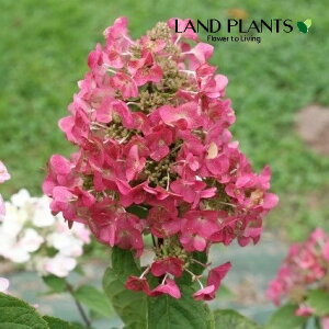 mEcMiK~fBj 6 |bgc 1 Ћ Ў s~bhAWTC AWTC Tr^ mmLiЂ̖؁j j l lL m_ gmL Hydrangea paniculata