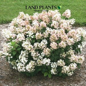 yP[X̔F6z mEcMigNCbNt@C[j 6 |bgc 6 Ћ Ў s~bhAWTC AWTC Tr^ mmLiЂ̖؁j j l lL m_ g