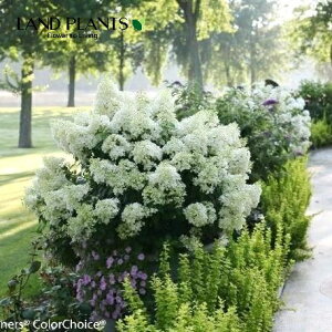 mEcMigzCbvj 6 |bgc 1 Ћ Ў s~bhAWTC AWTC Tr^ mmLiЂ̖؁j j l lL m_ gmL Hydrangea paniculata