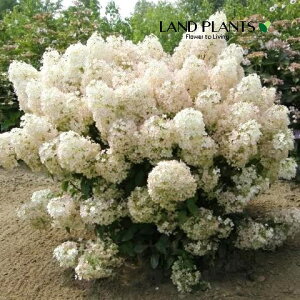 yP[X̔F6z mEcMigzCbvj 6 |bgc 6 Ћ Ў s~bhAWTC AWTC Tr^ mmLiЂ̖؁j j l lL m_ gmL Hydrangea pa