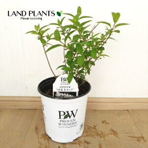 mEcMigzCbvj 6 |bgc 1 Ћ Ў s~bhAWTC AWTC Tr^ mmLiЂ̖؁j j l lL m_ gmL Hydrangea paniculata