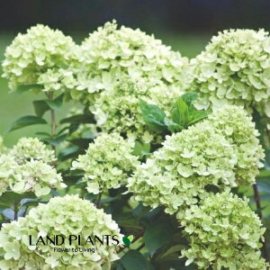 mEcMigCj 6 |bgc 1 Ћ Ў s~bhAWTC AWTC Tr^ mmLiЂ̖؁j j l lL m_ gmL Hydrangea paniculata