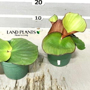 PtFAiKKj 4.5 vX`bN 1 oER J`[XKfB PtFAKK AWAn[u@Kaempferia galanga