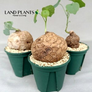 ステファニア(スベローサ) 3.5号 ポット苗 1鉢 バ・オバブ ウムコーモ クーカ ムブユ ボッキ シラー トゥエガ アジアンハーブ Stephania suberosa