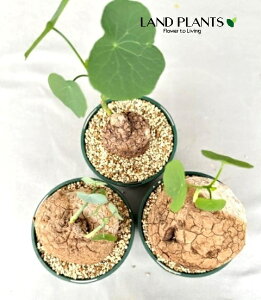 【ケース販売:3入】 ステファニア(スベローサ) 3.5号 ポット苗 3鉢 バ・オバブ ウムコーモ クーカ ムブユ ボッキ シラー トゥエガ アジアンハーブ Stephania suberosa