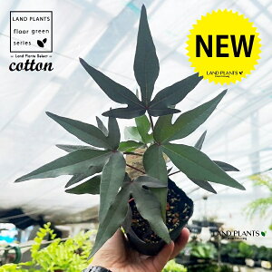 ^Eȁi^KVFȉԎqj 3.5 |bgc 1 ؖ Rbg 킽 Ȃ̖ Ȃ̕c cotton