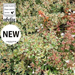 yP[X̔F8z AxAiRtFbeBj 5 |bgc 8 AxARtFbe nicNolEcM ni]mcNolEcM Abelia × grandiflora