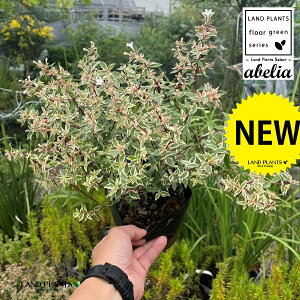 AxAiRtFbeBj 5 |bgc 1 AxARtFbe nicNolEcM ni]mcNolEcM Abelia × grandiflora