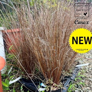 yP[X̔F6z JbNXibh[X^[j 5 |bgc 6 JbNXbh[X^[ XQ  Carex hirta true sedges