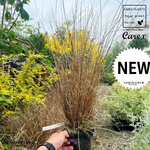 JbNXibh[X^[j 5 |bgc 1 JbNXbh[X^[ XQ  Carex hirta true sedges