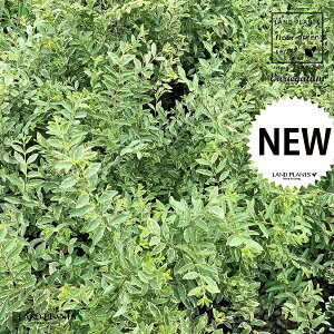 yP[X̔F8z Vo[vybgij 5 |bgc 8 Vo[vxbg Chinese Privet mX ZCEC{^mL C{^mL ZCEC{^mLAEVC{^mL 