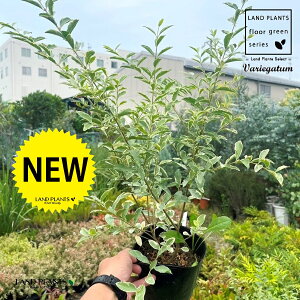 Vo[vybgij 5 |bgc 1 Vo[vxbg Chinese Privet mX ZCEC{^mL C{^mL ZCEC{^mLAEVC{^mL Ligustrum sinense eVariegat