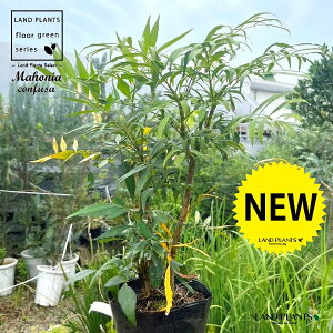 }zARt[T iחtAVj 5 |bgc 1 z\oqCMie }zjA Rt[T qCMie Mahonia confusa