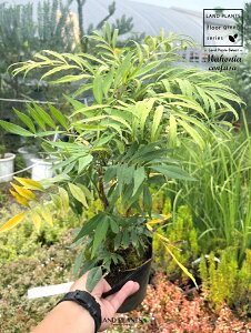 yP[X̔F8z }zARt[T iחtAVj 5 |bgc 8 }zjA Rt[T z\oqCMie qCMie Mahonia confusa