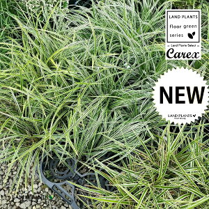 yP[X̔F8z JbNXiGFXgj 5 |bgc 8 JbNXGFXg GxXg XQ  Carex hirta true sedges