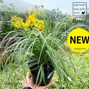 JbNXiGFXgj 5 |bgc 1 JbNXGFXg GxXg XQ  Carex hirta true sedges