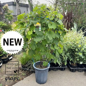 uhEifEFAj 10 vX`bN 1   Ԃǂ uhE̖ ̖ grape Vitis spp
