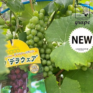 uhEifEFAj 10 vX`bN 1   Ԃǂ uhE̖ ̖ grape Vitis spp