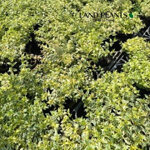 yP[X̔F10z AxA ifBAXj 5 |bgc 10 AxAfBAX nicNolEcM ni]mcNolEcM Abelia × grandiflora