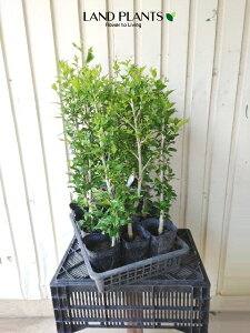 yP[X̔F12z NQi؞ہj 5 |bgc 12 n`X  ނ Hibiscus syriacus